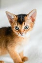 Small little newborn kitty, wild-colored kitten of Abyssinian cat breed on soft white blanket playing in bed. Funny fur Royalty Free Stock Photo