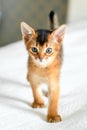 Small little newborn kitty, wild-colored kitten of Abyssinian cat breed on soft white blanket playing in bed. Funny fur Royalty Free Stock Photo