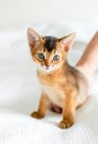 Small little newborn kitty, wild-colored kitten of Abyssinian cat breed on soft white blanket playing in bed. Funny fur Royalty Free Stock Photo