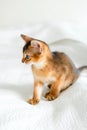 Small little newborn kitty, wild-colored kitten of Abyssinian cat breed on soft white blanket playing in bed. Funny fur Royalty Free Stock Photo