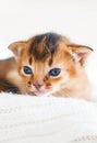Small little newborn kitty, wild-colored kittens of Abyssinian cat breed lie, sleep sweetly on soft white blanket in bed