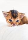 Small little newborn kitty, wild-colored kittens of Abyssinian cat breed lie, sleep sweetly on soft white blanket in bed