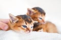 Small little newborn kitty, wild-colored kittens of Abyssinian cat breed lie, sleep sweetly on soft white blanket in bed