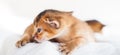 Small little newborn kitty, wild-colored kittens of Abyssinian cat breed lie, sleep sweetly on soft white blanket in bed