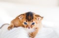 Small little newborn kitty, wild-colored kittens of Abyssinian cat breed lie, sleep sweetly on soft white blanket in bed