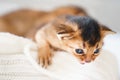 Small little newborn kitty, wild-colored kittens of Abyssinian cat breed lie, sleep sweetly on soft white blanket in bed