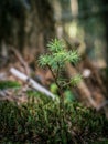 Small little pine fir tree sapling seedling in growing