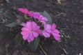 Small little pink flowers with green leaves.