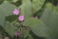Small little pink flowers with large green leaves.