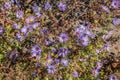 Purple asters blooming closeup Royalty Free Stock Photo