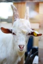 Small little white goat closeup of head. Royalty Free Stock Photo