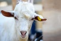 Small little white goat closeup of head. Royalty Free Stock Photo