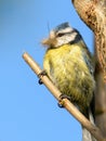 Small little yellow titmouse