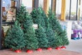 Small live Christmas trees for sale outside a US grocery store with packaged firewood in background and Open for Thanksgiving sign