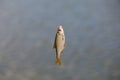 Small live fish caught from a lake against a river. Fish hanging on a hook and fishing line, close up, selective background. Royalty Free Stock Photo