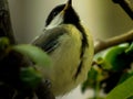 A small and lively songbird-tit, which can be easily recognized by the bright lemon-yellow belly with a longitudinal black stripe.