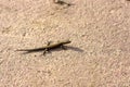 Small lizard Royalty Free Stock Photo