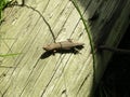 Small lizard basking in the sun Royalty Free Stock Photo