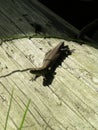 Small lizard basking in the sun Royalty Free Stock Photo