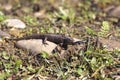 A small lizard on a spring morning.