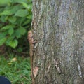 A small lizard climbing on a tree trunk