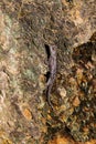 Small Lizard Clinging To Rocks Basking In Sun Royalty Free Stock Photo