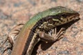 Small lizard closeup Royalty Free Stock Photo