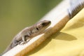 Small lizard closeup Royalty Free Stock Photo