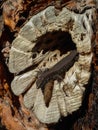 Small lizard coming out a tree hole Royalty Free Stock Photo