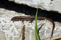 Small lizard on concrete surface heats in spring sun Royalty Free Stock Photo