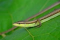 Small lizard crawling on leaves Royalty Free Stock Photo