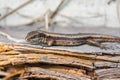 A small lizard crawls along the remains of a rotten tree