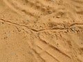 Lizard footprints in the sand trails, detailed close up macro in red cliffs desert reserve in by St George Utah, USA