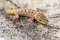 Small lizard Gicko shot in macro mode. Royalty Free Stock Photo