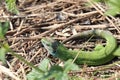 Small lizard. Green reptile. Spring time. Sunny day.