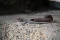 Small lizard hidden in the shadow of a stone wall Royalty Free Stock Photo