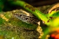 the small lizard hiding around by plants