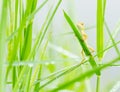 Small lizard hiding on fresh leaves green grass