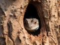 small lizard hiding in a tree hole, Yala National park sri lanka