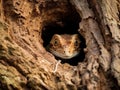 small lizard hiding in a tree hole, Yala National park sri lanka