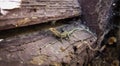 Small Ibiza wall lizard is hiding from you. Royalty Free Stock Photo