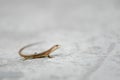 A small lizard hold it's head Royalty Free Stock Photo