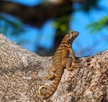 Small Lizard With Horizontal And Vertical Stripes Royalty Free Stock Photo