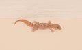 Small lizard in a house in Greece Royalty Free Stock Photo