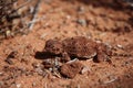 Small lizard looking as spiky dragon in dry terain of Utah desert, US Royalty Free Stock Photo