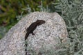 European sand lizard basking in the sun on a stone Royalty Free Stock Photo