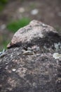 Lizard hiding on a rock Royalty Free Stock Photo