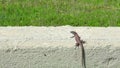 Small lizard near walkway.