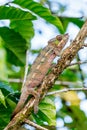 Panther chameleon, furcifer pardalis, Madagascar wildlife