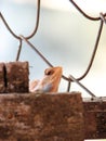 Small Lizard Peaking Out From Behind Stone Steps Royalty Free Stock Photo